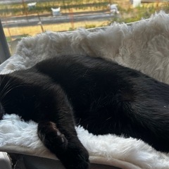 猫を探してます