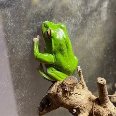 モリアオガエル　おたまじゃくし20匹