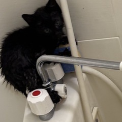 生後2ヶ月黒猫の子猫です