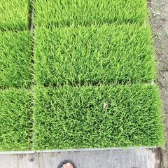 コシヒカリ稲苗15枚有ります、