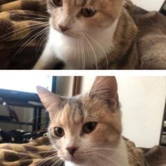 マンチカン　メス　　三毛