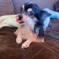 チワワ推定年齢8歳です