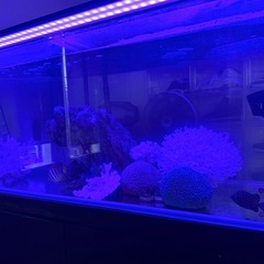 購入約30万　まとめ一式1200水槽