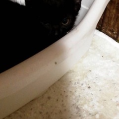 子猫の里親‪☆取引中
