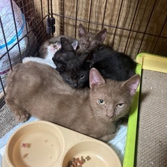子猫の里親‪☆取引中 - 猫