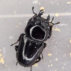 国産オオクワガタ♀3匹セットの画像