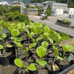 自然農　固定種　野菜　ブラックチェリーミニトマト　苗の画像