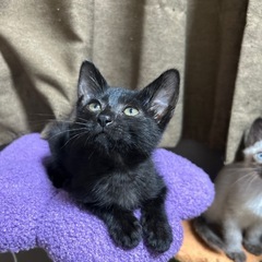 2ヶ月黒猫女の子こつぶちゃん
