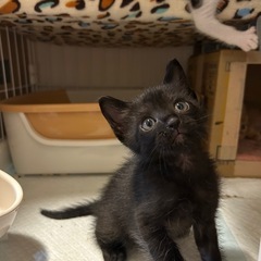 1ヶ月半4兄妹①黒猫男の子