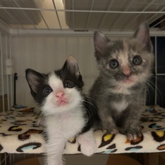 1ヶ月半兄妹③三毛猫女の子