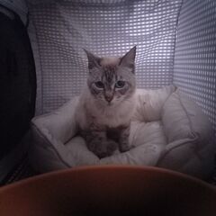 甘えん坊な白シャム猫