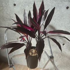 観葉植物　コルジリネの画像
