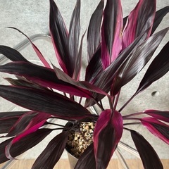 観葉植物　コルジリネの画像