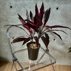 観葉植物　コルジリネの画像