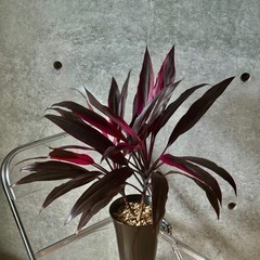観葉植物　コルジリネの画像