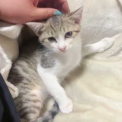もうすぐ3ヶ月キジシロ女の子