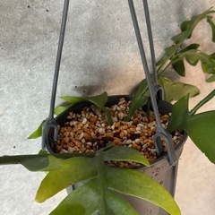 観葉植物　フィッシュボーンカクタスの画像