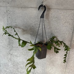 観葉植物　フィッシュボーンカクタス