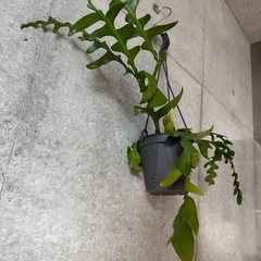観葉植物　フィッシュボーンカクタスの画像