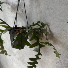 観葉植物　フィッシュボーンカクタスの画像