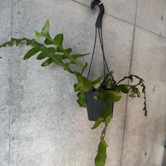 観葉植物　フィッシュボーンカクタスの画像