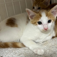 美男子兄弟猫２ヶ月半