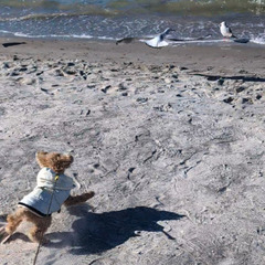【新コミュニティ♪】犬好きな方！クルージング・BBQ・マリンアク...