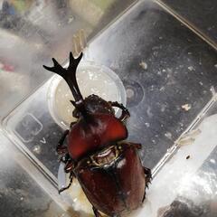 カブトムシ　赤の画像