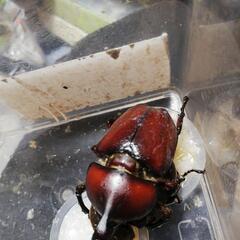 カブトムシ　赤の画像