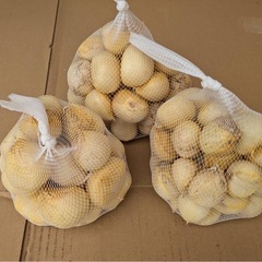 新鮮　和歌山産　無臭ジャンボにんにく1キロ（ＬからＬＬサイズ）の画像
