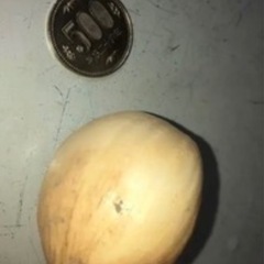 新鮮　和歌山産　無臭ジャンボにんにく1キロ（ＬからＬＬサイズ）の画像