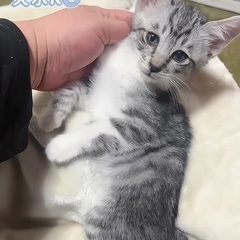 グレーキジシロ男の子