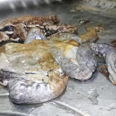 アズマヒキガエル 雌雄 ♂♀ 標本の画像