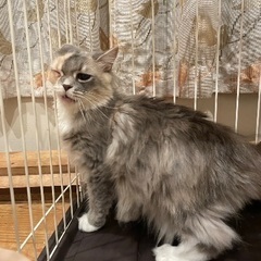 長毛のパステル三毛ちゃん