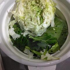 家庭菜園で虫や長雨でダメになったキャベツ(動物のエサに)すみませ...