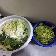 家庭菜園で虫や長雨でダメになったキャベツ(動物のエサに)すみません💦我が家の冷蔵庫に入らなかったので処分します😣🙇の画像