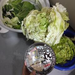 家庭菜園で虫や長雨でダメになったキャベツ(動物のエサに)すみません💦我が家の冷蔵庫に入らなかったので処分します😣🙇の画像