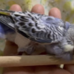 貴徳な里親様へグレー系のオパーリンセキセイインコのヒナ♀