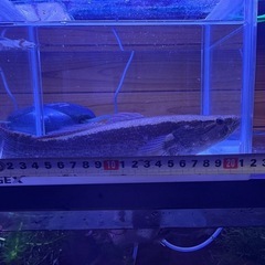 　大サイズ！！カワアナゴの画像