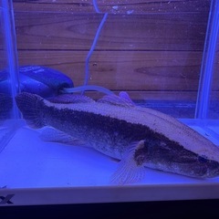 　大サイズ！！カワアナゴ