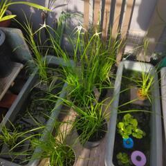 水生植物シラサギカヤツリグサ
