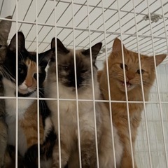 3姉妹　三毛、シャム、茶トラ　2歳