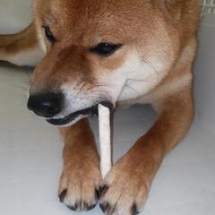 柴犬(急募)