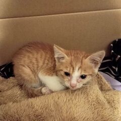 里親募集　２ヶ月ほどの猫ちゃん
