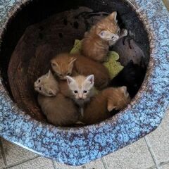 茶トラ