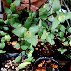 <<サマーセール>>【多肉植物】カリシア属『桜色カリシア（カリシア･レペンス）』(KLS50)の画像