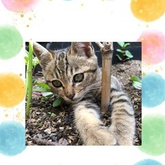 しっぽをぴーん！駆け寄る姿がかわいいフレンドリー子猫