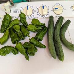 [無農薬]　野菜セット
