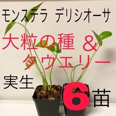 【SALE】モンステラ デリシオーサ 大粒の種3苗とタウエリー3...