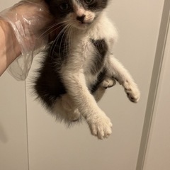 2メートル下の水路で鳴いているのを保護